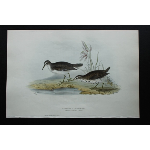 8062 - John Gould - 2 original lithographs of Sandpipers 1832-37.

These original lithographs of Bartram's ... 