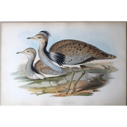 8064 - John Gould - Original lithograph of MacQueen's Bustard 1849-83.

This original lithograph of MacQuee... 