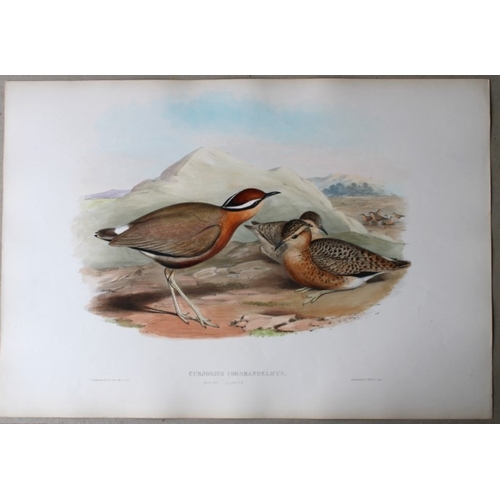 8065 - John Gould - Original lithograph of Indian Courser 1849-83.

This original lithograph of the Indian ... 