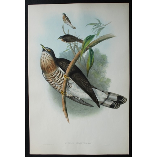 8067 - John Gould - Original lithograph of Powerful Cuckoo 1849-83.

This original lithograph of the Powerf... 