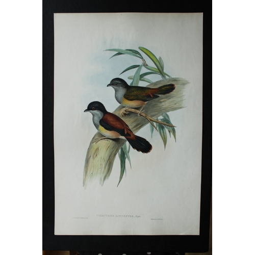 8068 - John Gould - Original lithograph of Black-headed Shrike-babbler 1849-83.

This original lithograph o... 