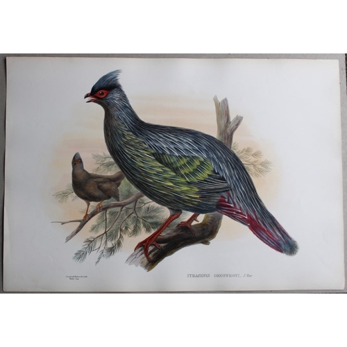 8069 - John Gould - Original lithograph of Geoffroy's Francolin 1849-83.

This original lithograph of  Geof... 