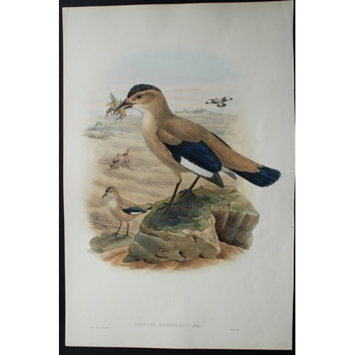 8074 - John Gould - Original lithograph of Mongolian Ground Jay 1849-83.

This original lithograph of Hende... 