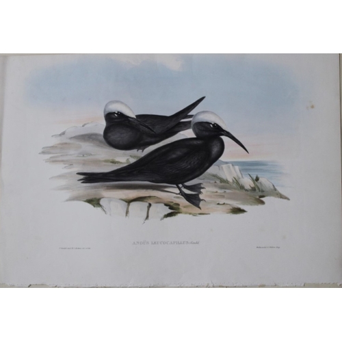 8076 - John Gould - Original lithograph of Black Noddy 1840-48.

This original lithograph of the White-capp... 