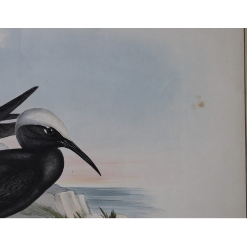 8076 - John Gould - Original lithograph of Black Noddy 1840-48.

This original lithograph of the White-capp... 