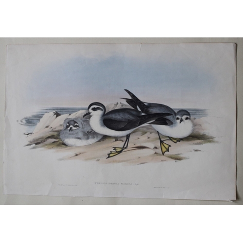 8077 - John Gould - Original lithograph of White-faced Storm-Petrel 1840-48.

This original lithograph of t... 