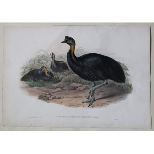 8078 - John Gould - Original lithograph of Northern Cassowary 1840-48.

This rare lithograph of the Norther... 