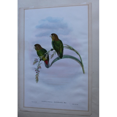 8080 - John Gould - Original lithograph of Madarasz's Parrakeet 1875-88.

This original lithograph of a Mad... 