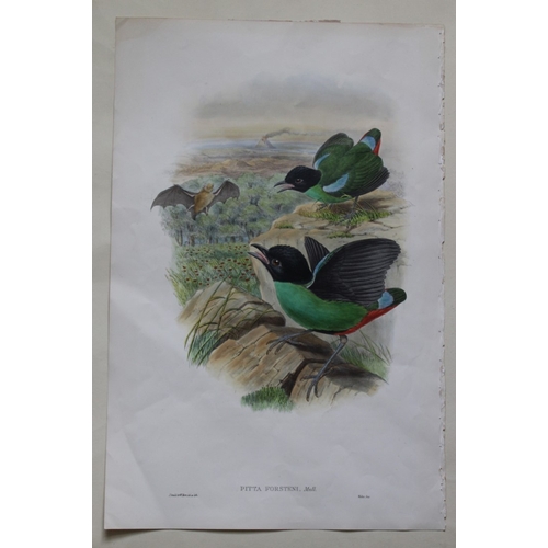 8081 - John Gould - Original lithograph of Forsten's Pitta 1875-88.

This original lithograph of Forsten's ... 