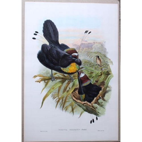 8082 - John Gould - Original lithograph of Bird of Paradise  1875-88.

This original lithograph of the Six-... 