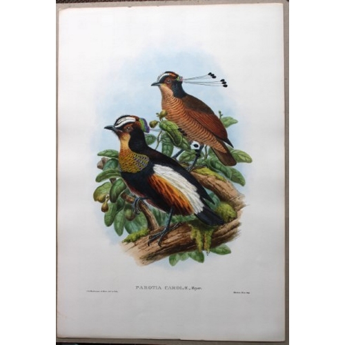 8083 - John Gould - Original lithograph of Queen Carola's Parotia, Bird of Paradise 1891-98.

This original... 