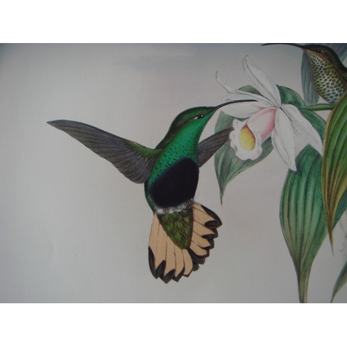 8085 - John Gould - Original lithograph of Buff-tailed Velvet Breast Humming Bird 1849-61.

This magnificen... 