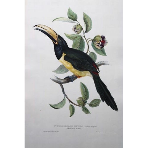 8086 - John Gould - Original lithograph of Humboldt's Aracari Toucan 1833.

This magnificent original litho... 