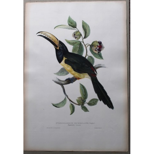 8086 - John Gould - Original lithograph of Humboldt's Aracari Toucan 1833.

This magnificent original litho... 