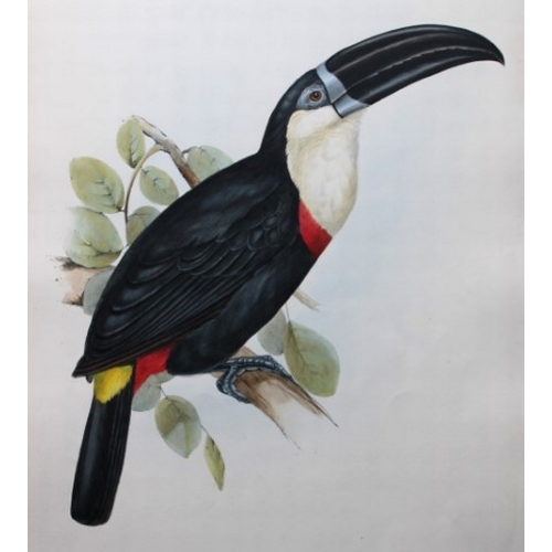 8087 - John Gould - Original lithograph of Lemon-rumped Toucan  1833.

This magnificent original lithograph... 