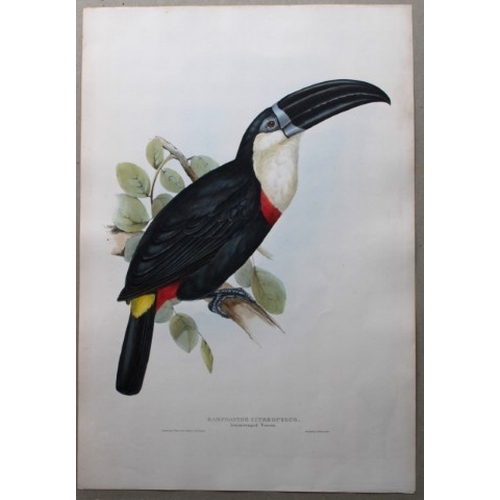 8087 - John Gould - Original lithograph of Lemon-rumped Toucan  1833.

This magnificent original lithograph... 