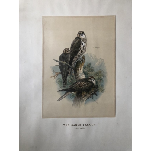 8088 - Joseph Wolf - Rare lithograph of Saker Falcon 1861.

This scarce hand-colored lithograph is from Zoo... 