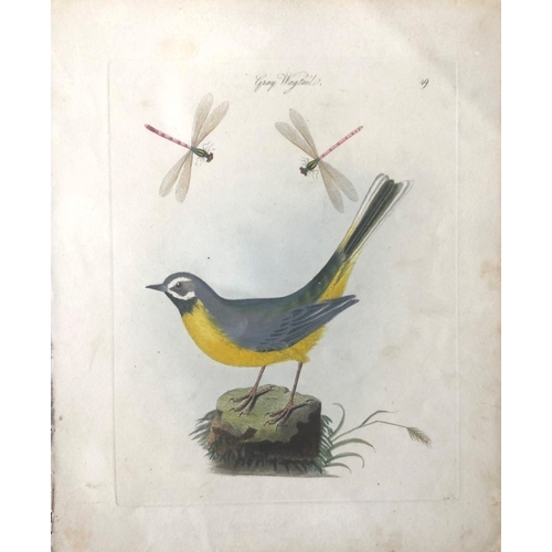 8089 - James Bolton - Engraving of Gray Wagtail 1824.

This print is from James Bolton's Harmonia Ruralis, ... 