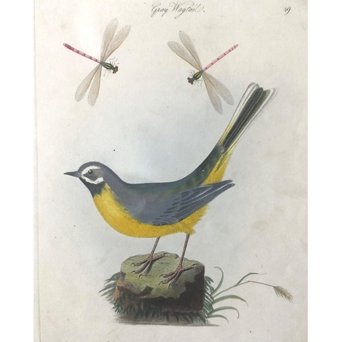 8089 - James Bolton - Engraving of Gray Wagtail 1824.

This print is from James Bolton's Harmonia Ruralis, ... 