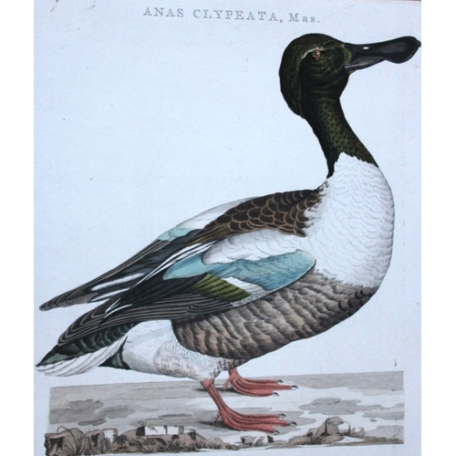 8093 - Nozeman & Sepp - Engraving ofNorthern Shoveler 1770.

This beautiful engraving of Anas Clypeata (Nor... 