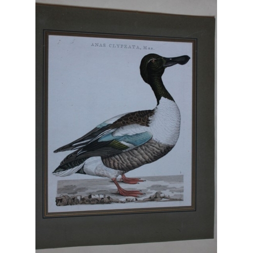 8093 - Nozeman & Sepp - Engraving ofNorthern Shoveler 1770.

This beautiful engraving of Anas Clypeata (Nor... 