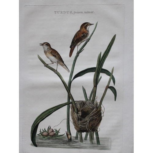 8094 - Nozeman & Sepp - Engraving of Sedge Warbler 1770.

This beautiful engraving of the Sedge Warbler (Tu... 