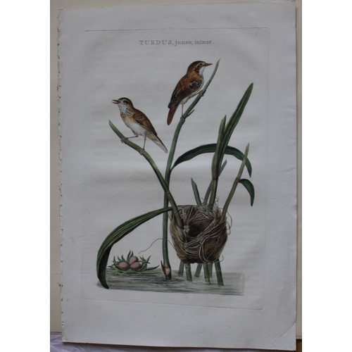 8094 - Nozeman & Sepp - Engraving of Sedge Warbler 1770.

This beautiful engraving of the Sedge Warbler (Tu... 