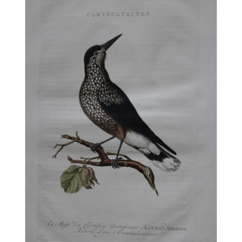 8095 - Nozeman & Sepp - Engraving of Starling 1770.

This beautiful engraving is of the Nutcracker (Caryoca... 