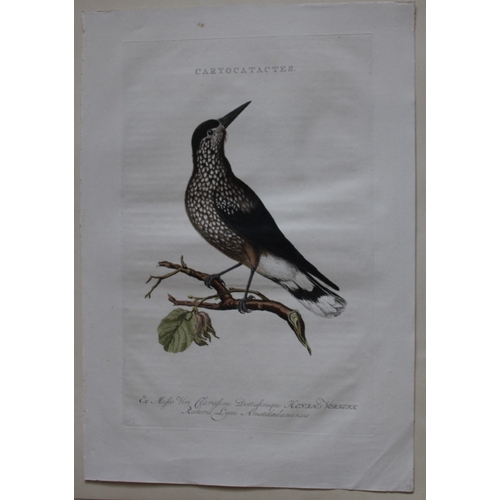 8095 - Nozeman & Sepp - Engraving of Starling 1770.

This beautiful engraving is of the Nutcracker (Caryoca... 