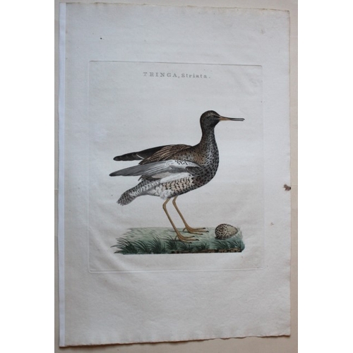 8096 - Nozeman & Sepp - Engraving of Redshank 1770.

This beautiful engraving is of the Redshank (Tringa St... 