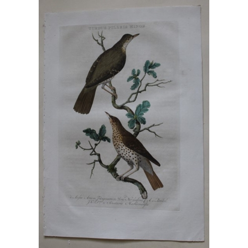 8097 - Nozeman & Sepp - Engraving of Fieldfare 1770.

This beautiful engraving is of the Fieldfare (Turdus ... 