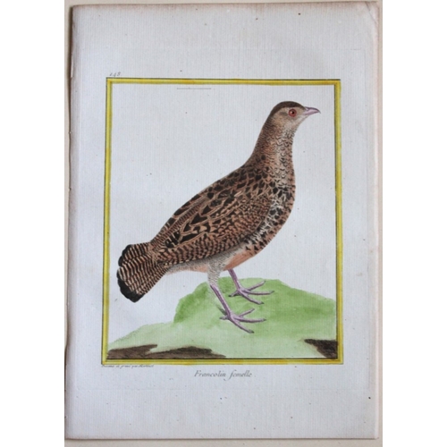 8101 - FN Martinet - Francolin 1770.

This print is by Francois Nicolas Martinet from the Comte de Buffon's... 