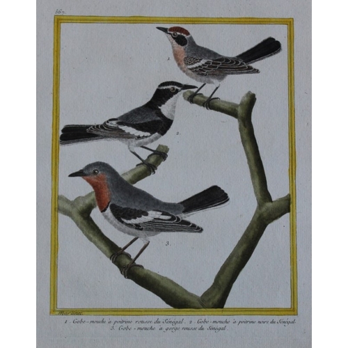 8102 - FN Martinet - 2 engravings of Flycatchers 1770.

These prints are by Francois Nicolas Martinet from ... 