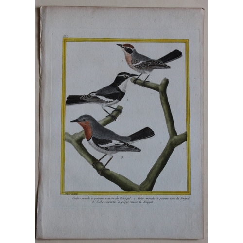 8102 - FN Martinet - 2 engravings of Flycatchers 1770.

These prints are by Francois Nicolas Martinet from ... 