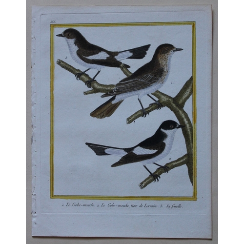 8102 - FN Martinet - 2 engravings of Flycatchers 1770.

These prints are by Francois Nicolas Martinet from ... 