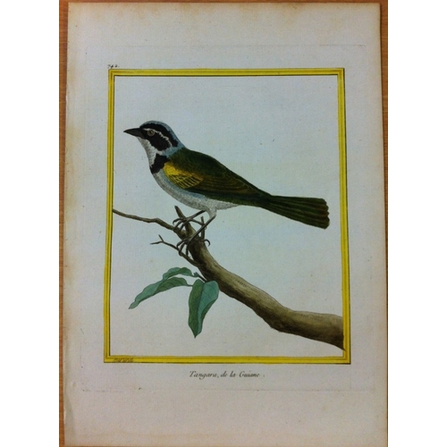 8109 - FN Martinet - Guyana Tanager 1770.

This print is by Francois Nicolas Martinet from the Comte de Buf... 