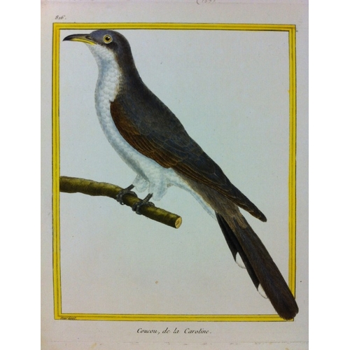 8110 - FN Martinet - 2 engravings of Mangrove and Carolina Cuckoos  1770.

This print is by Francois Nicola... 