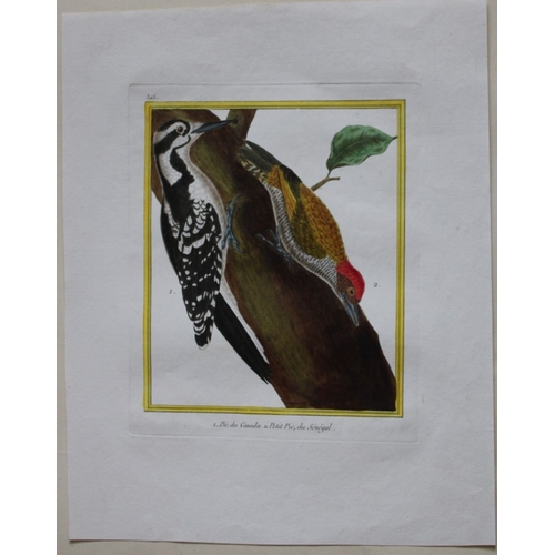 8112 - FN Martinet - Engraving of the Canadian & Little woodpeckers 1770.

This large hand-coloured engravi... 