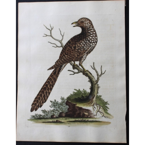 8119 - George Edwards - Engraving of Brown and Spotted Indian Cuckow (sic) 1747.

This beautiful engraving ... 