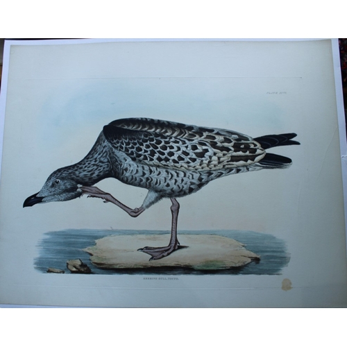 8124 - Prideaux J Selby - Rare engraving of Herring Gull, young 1821.

This rare copper plate engraving wit... 