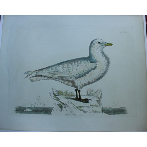 8129 - Prideaux J Selby - Rare engraving of Ivory Gull 1821.

This rare copper plate engraving with hand-co... 