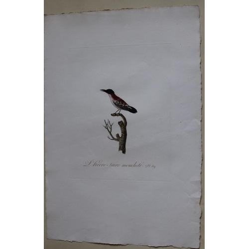 8143 - JB Audebert - Grey Creeper Hummingbird 1802.

This rare engraving of L'heoro-taire mouchete (Grey Cr... 