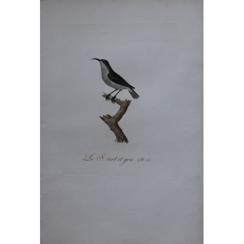 8144 - JB Audebert - Green and Grey Sunbird 1802.

This rare engraving of Le Souimanga vert et gris (Green ... 