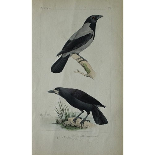 8150 - Charles Lemaire - Crow and Rook from Birds of Europe 1864.

This beautiful print is from Histoire Na... 