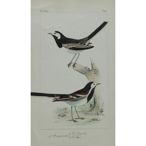 8151 - Charles Lemaire - Wagtails from Birds of Europe 1864.

This beautiful print is from Histoire Naturel... 