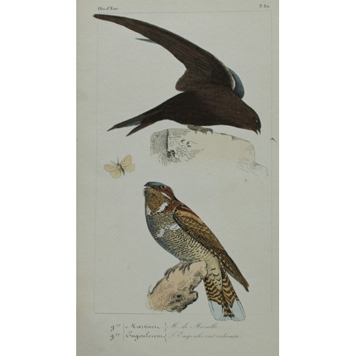 8153 - Charles Lemaire - Martin and Nightjar from Birds of Europe 1864.

This beautiful print is from Histo... 