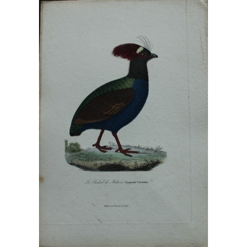 8154 - Rene Lesson - Crested Partridge 1838.

This hand coloured copperplate engraving is from Complements ... 