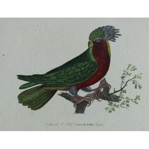 8155 - Rene Lesson - Kuhl's Lorikeet 1838.

This hand coloured copperplate engraving is from Complements de... 