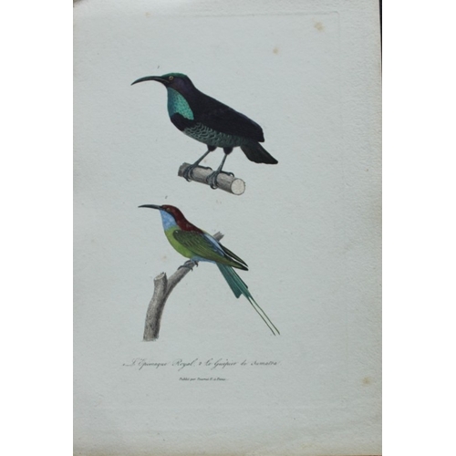 8158 - Rene Lesson - Riflebird and Bee-eater 1838.

This hand coloured copperplate engraving is from Comple... 