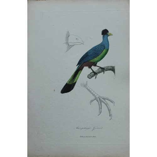 8161 - Rene Lesson - Giant Turaco 1838.

This hand coloured copperplate engraving is from Complements de Bu... 